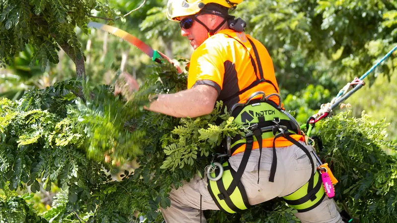Sturmschaden Baum Luzern: Baumpfleger mit Helm und Seil schneidet Äste in einer Baumkrone