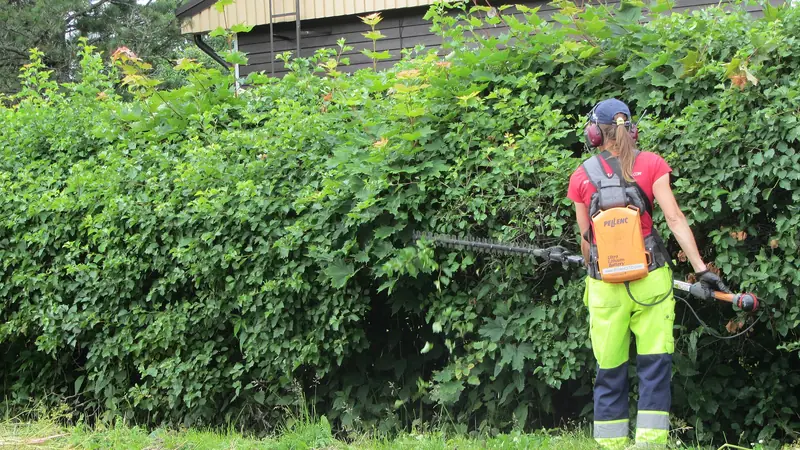 Dichte Weissdornhecke als Grünhecke an einem Feldrand